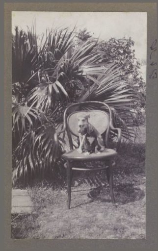 Two small dogs on a chair