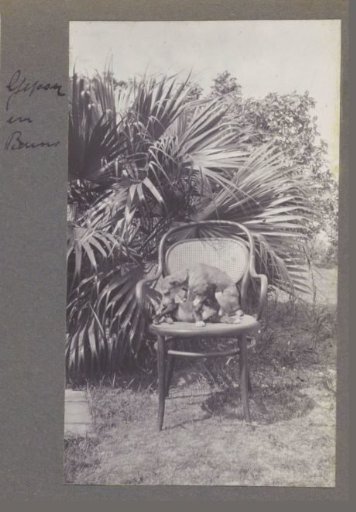 Two small dogs on a chair