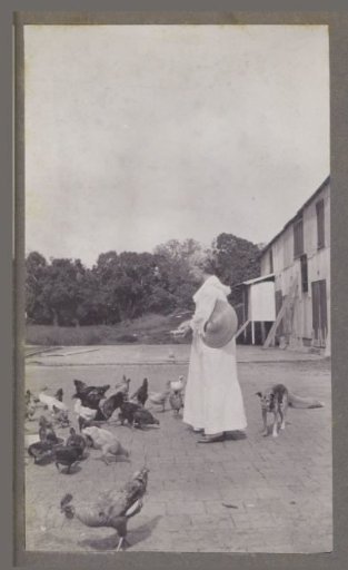Feeding chickens