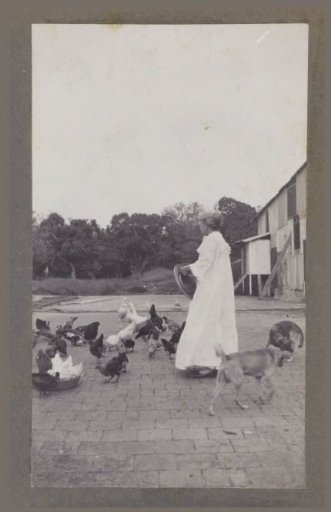 Feeding chickens