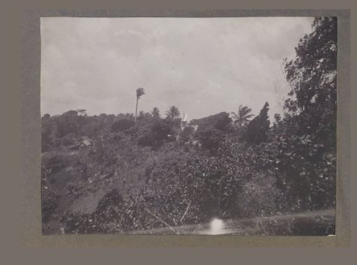 Church among trees
