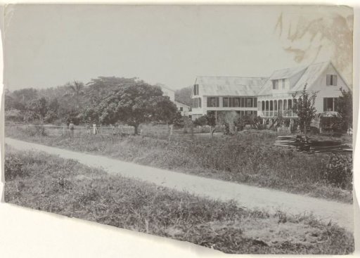 Plantation Clevia