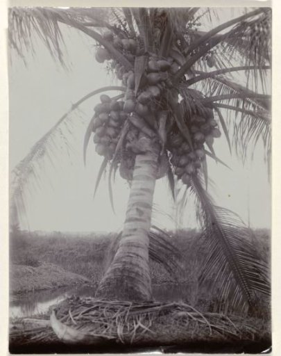 Coconut Palm on Plantation Morgenstond