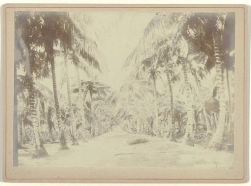 A palm garden or plantation in Suriname