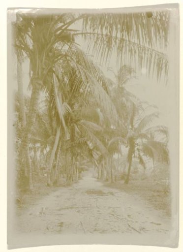 Avenue with palms, somewhere in Suriname