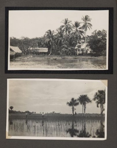 Saramacca and Rice Field