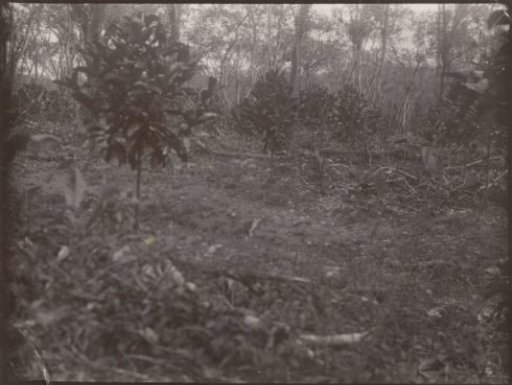 Plantation Accaribo