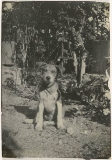Watchdog Tommy on plantation Accaribo