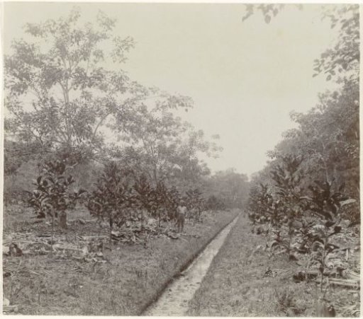Plantation Johanna-Catharina