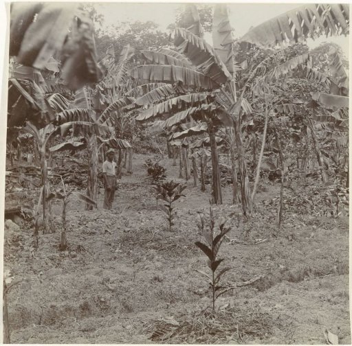 Banana trees