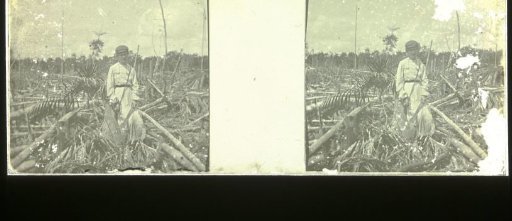 Plantage Accaribo