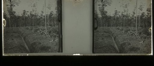 Plantage Accaribo