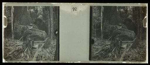 Plantage Accaribo