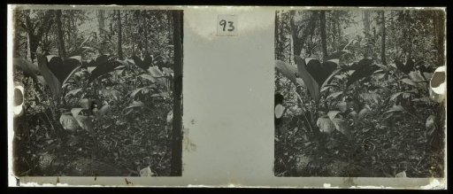 Plantage Accaribo