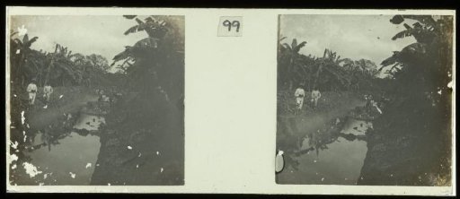 Plantage Accaribo