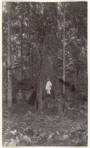 Theodoor Brouwers and a friend in the forest, Accaribo plantation in Suriname