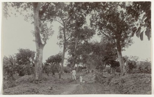 Dora Brouwers in an Avenue on the Johanna Catherina Plantation in Suriname