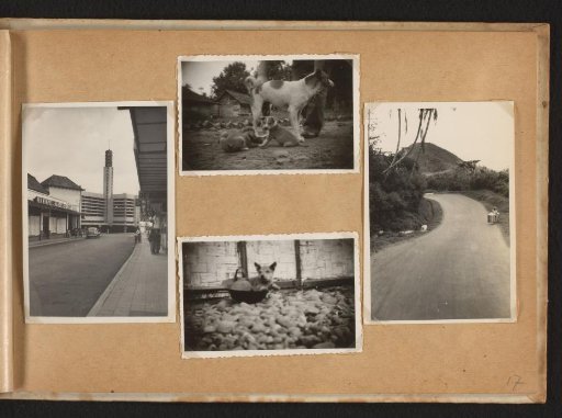 Dog and street scene