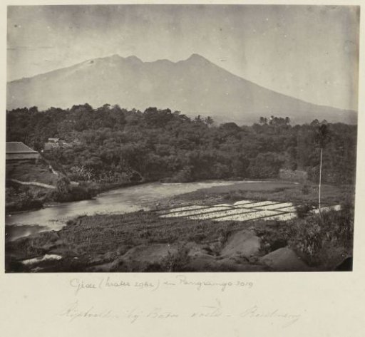 Rice Fields near Batoe Toelis - Buitenzorg