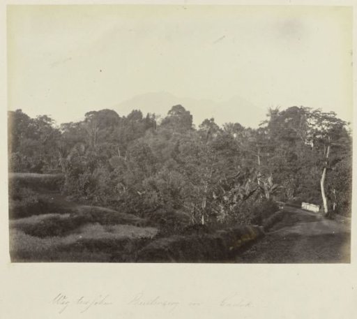 Road between Buitenzorg and Gadok