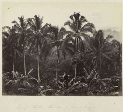 Plantains, Kapok, Bamboo & Coconut Palms