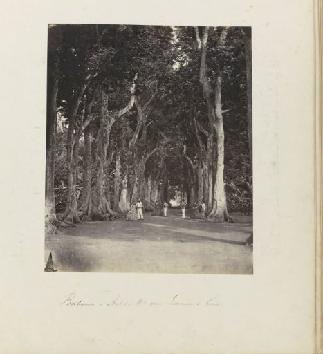 Batavia - Behind Mr. van Leeuwen's house