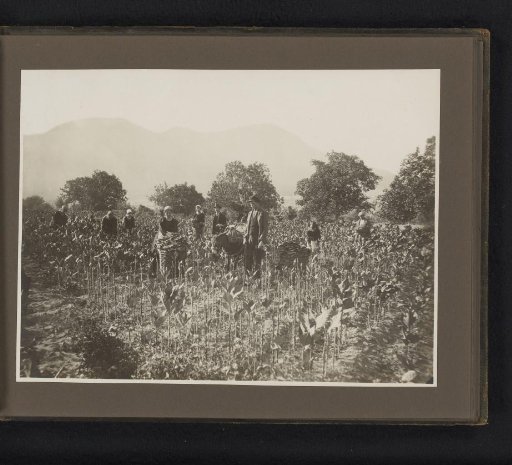 Harvesting of tobacco