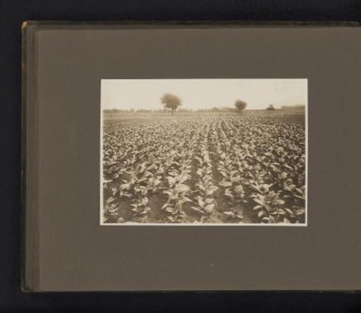 Rows of tobacco plants