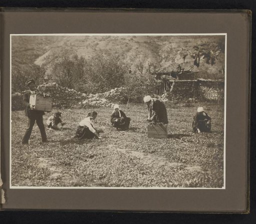 Gathering seedlings