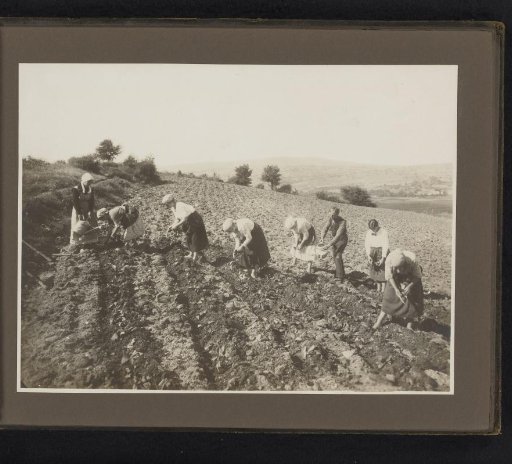 Tending the field with seedlings