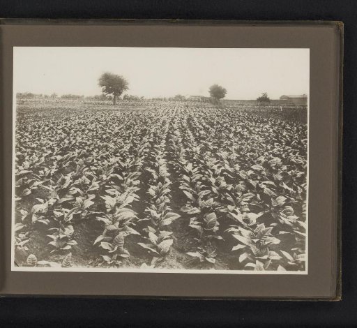 Rows of tobacco plants