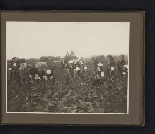 Harvesting of tobacco