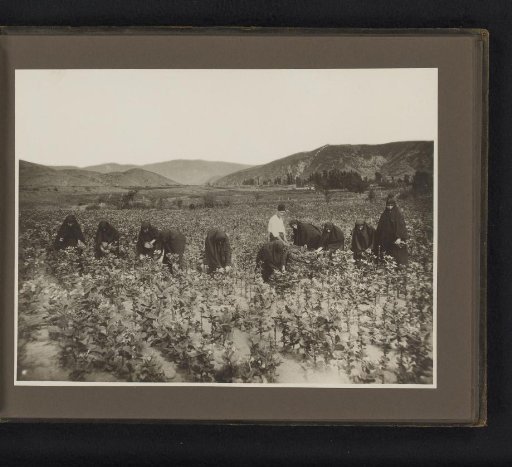 Harvesting of tobacco