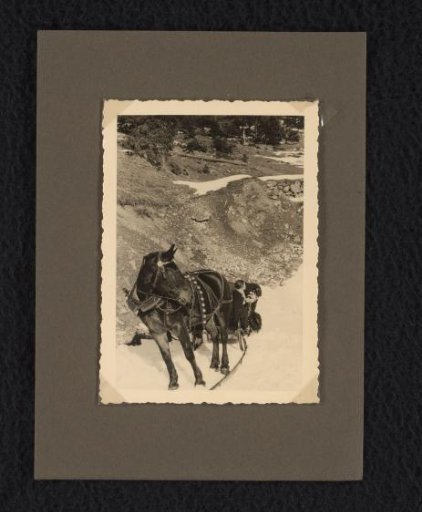 Isabel in a sleigh