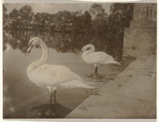 Two swans standing in the water, by a stone edge with trees in the background