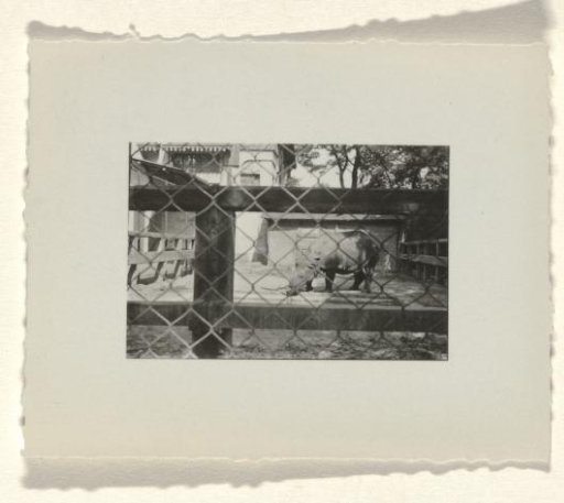 Rhinoceros in the Stuttgart Zoo, August 1933