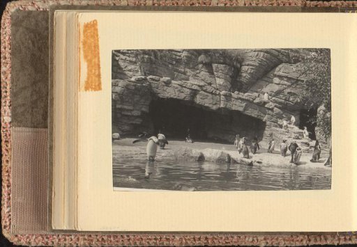 Penguins in the zoo, July-August 1933, Hamburg