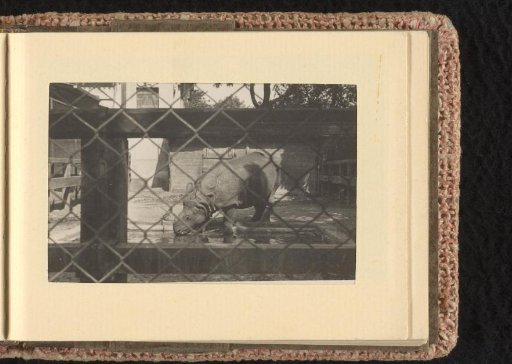 Rhinoceros in the zoo, July-August 1933, Hamburg