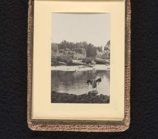 Pelicans in the zoo, June-August 1933, Hamburg