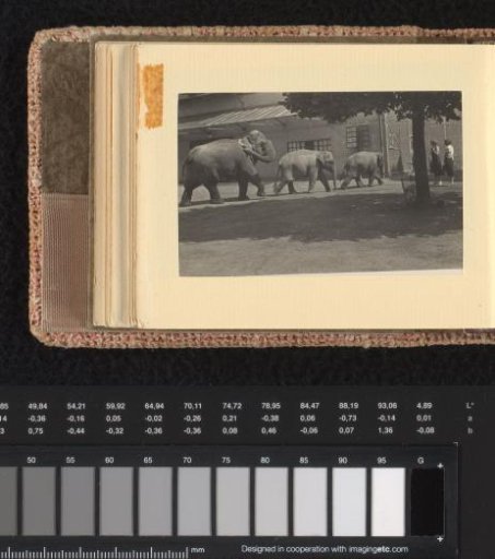 Elephants in the zoo, June-August 1933, Hamburg