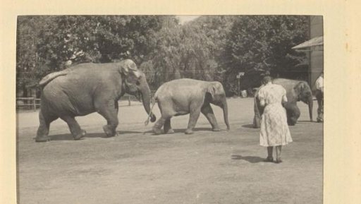 Elephants in the zoo, June-August 1933, Hamburg