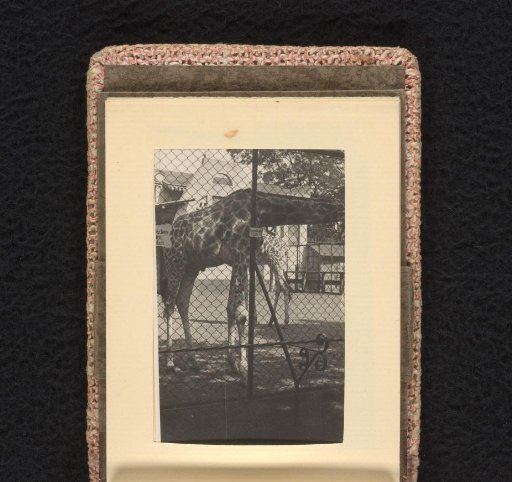 Giraffe in the zoo, July-August 1933, Hamburg