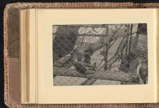 Monkeys in the zoo, July-August 1933, Hamburg
