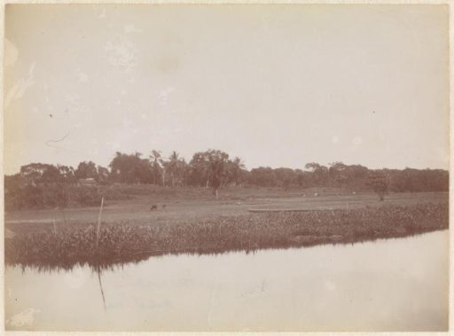 View of Onoribo, a wood plantation in the Para district