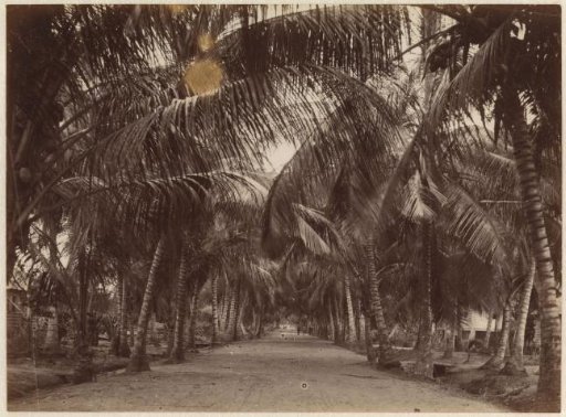 Palm avenue in the Coronie district, Suriname