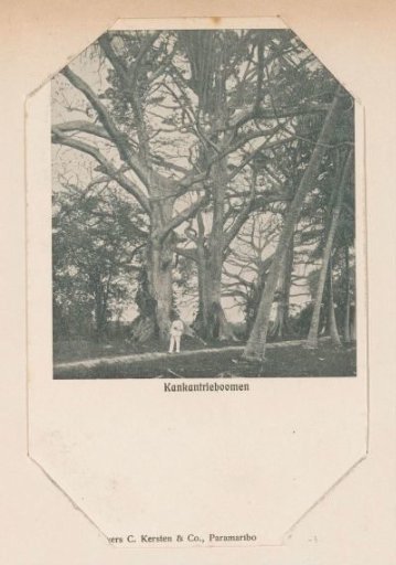 Kankantrie or Kapok Trees