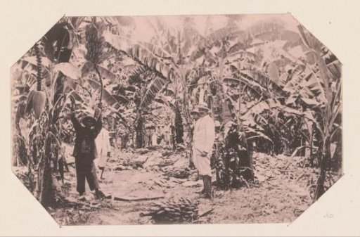 Banana trees
