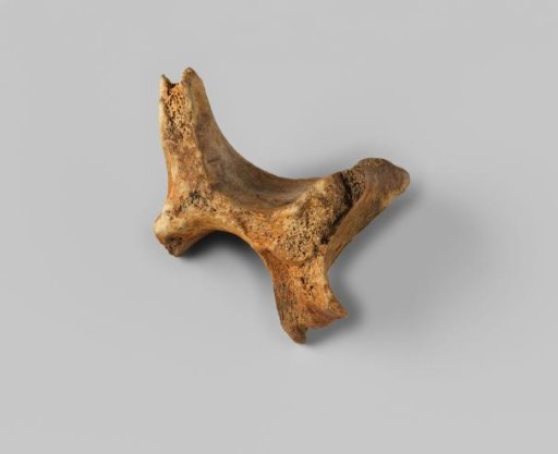 Bone fragment from the wreck of the East Indiaman Hollandia