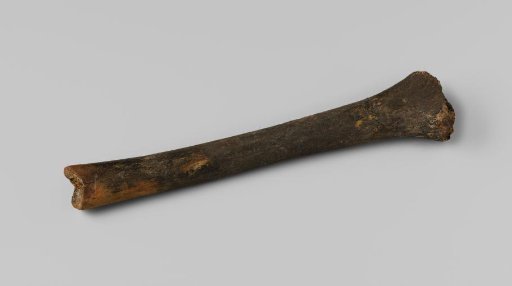 Long bone from the wreck of the East Indiaman Hollandia