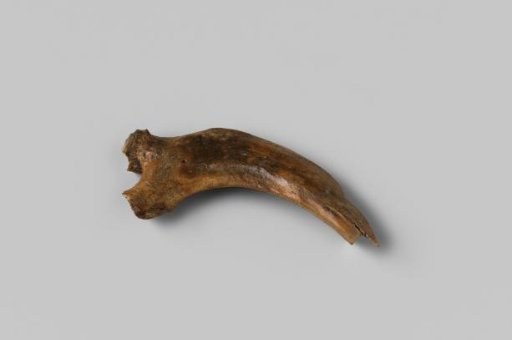 Bone from the wreck of the East Indiaman Hollandia